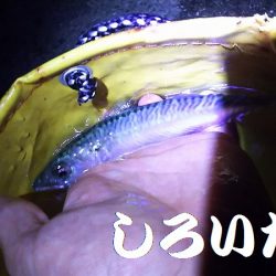 回遊が始まると13匹連続で釣れました。