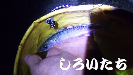 回遊が始まると13匹連続で釣れました。