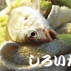 夕方のキス釣り。