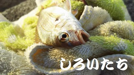 夕方のキス釣り。