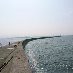 ツバス、タコ、小サバ、小アジ