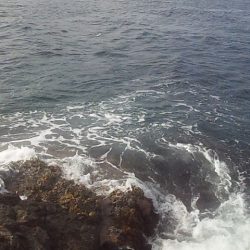 底カゴ釣りで多魚種ゲット