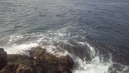 底カゴ釣りで多魚種ゲット