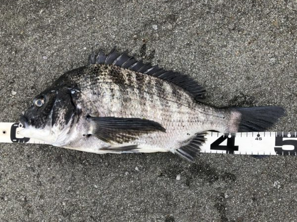 イチノ兄弟、釣果！