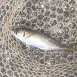 サワラ・ツバス