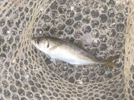 サワラ・ツバス