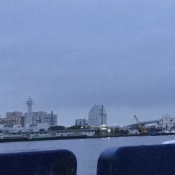 神戸港、モジャコ、ツバス祭り