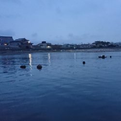 谷八木海岸・マヅメのガシリング