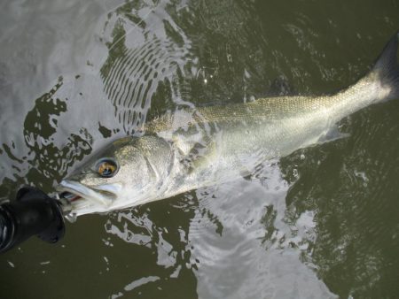 シーバス釣行、デイゲームにて