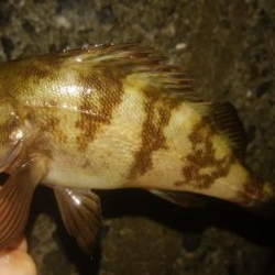 ジグサビキ メバリング