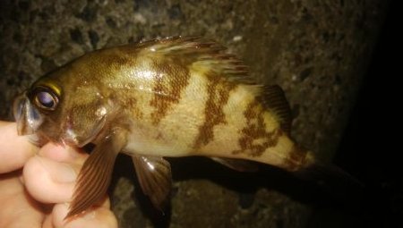 ジグサビキ メバリング