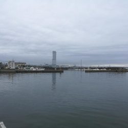 泉南方面、貝塚~泉佐野釣行 (相棒と久々のチョイ投げ釣りへ、キス、チャリコ、サバ釣果有り)