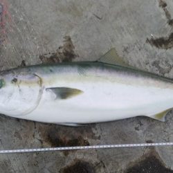 神戸空港ブリブリのメジロ