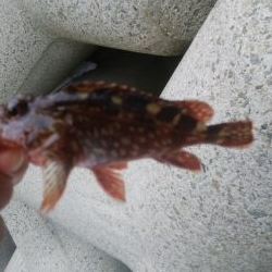 穴釣りとアジング