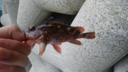 穴釣りとアジング