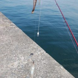 播磨新島のキス情報