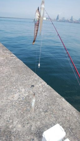 播磨新島のキス情報