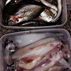 白イカと鯵を釣りました