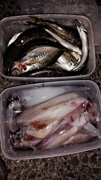 白イカと鯵を釣りました