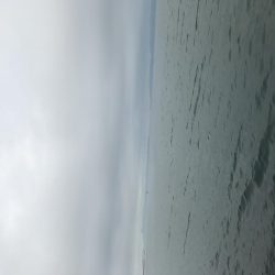 まさかのアコウ