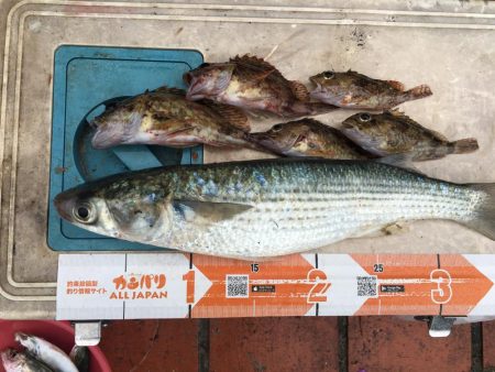 ツバスの子、良型アジ、ボラ、ガシラ