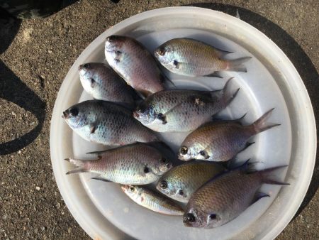 スズメダイ9匹、豆アジ1匹