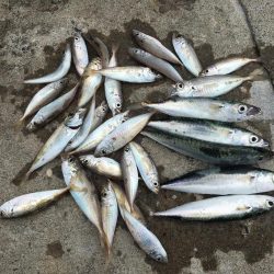 良型アジ、サヨリ、チャリコ等