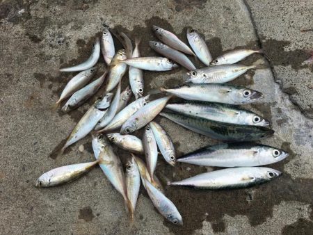 良型アジ、サヨリ、チャリコ等