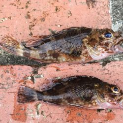 ツバス3匹、ガシラ2匹