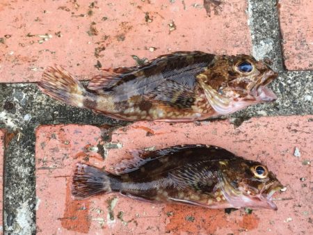 ツバス3匹、ガシラ2匹