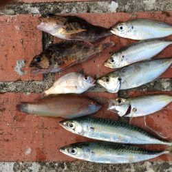 ツバス3匹その他