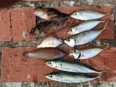 ツバス3匹その他