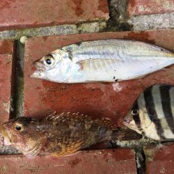 タイ、アジ、ガシラ