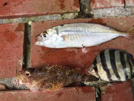 タイ、アジ、ガシラ