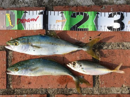 ダツ70㎝、ツバス2匹