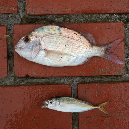 ツバス6匹、タイ1匹