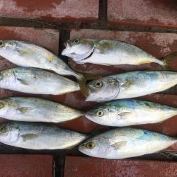 グレ28㎝、ツバス8匹ほか