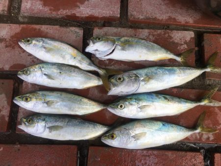 グレ28㎝、ツバス8匹ほか