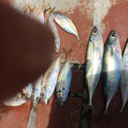 ツバス、カンパチなど