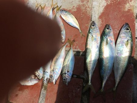 ツバス、カンパチなど