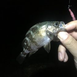 まだ行ってます！