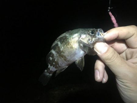 まだ行ってます！