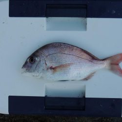 梅雨明けの五目釣り