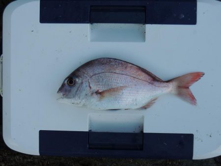 梅雨明けの五目釣り