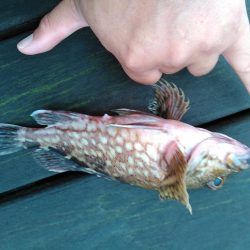 ライトショアジギング