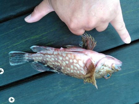 ライトショアジギング