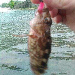 浜名湖 ライトゲーム