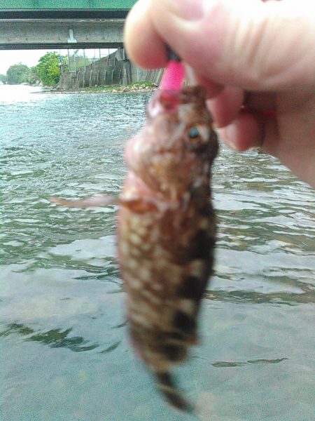 浜名湖 ライトゲーム