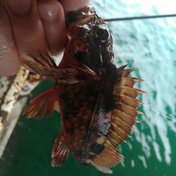 浜名湖 ライトゲーム