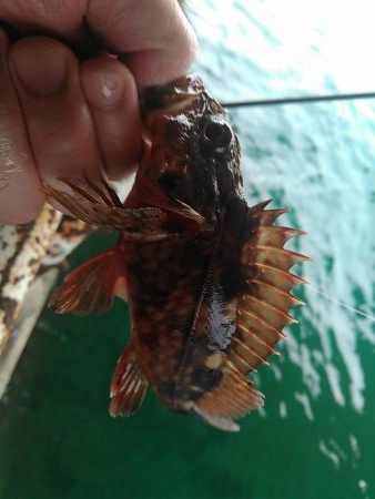 浜名湖 ライトゲーム